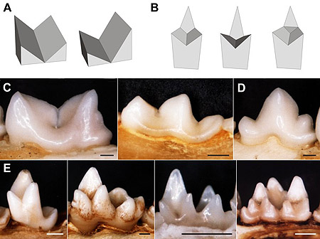 rodent teeth