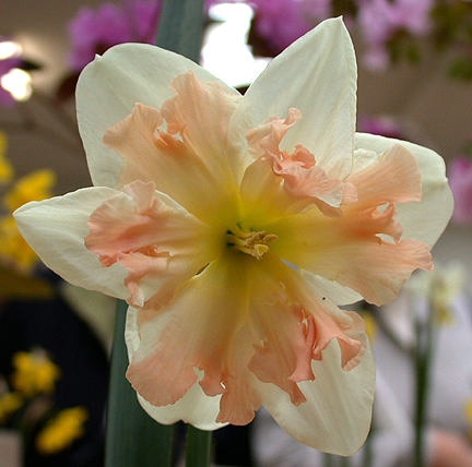 daff933.jpg - 222585 Bytes