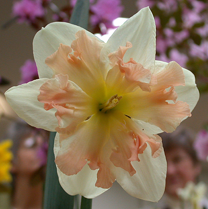 daff934.jpg - 215749 Bytes