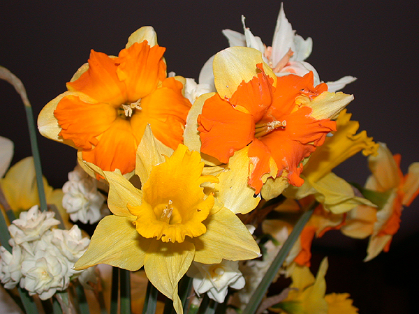 daffs00.jpg - 327996 Bytes