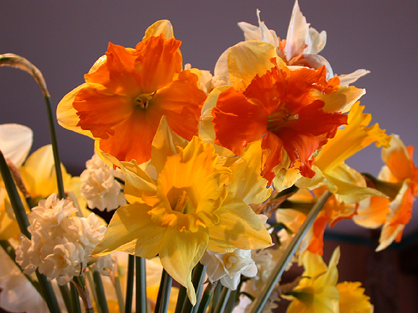 daffs01.jpg - 341049 Bytes