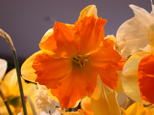 daffs02.jpg - 300193 Bytes