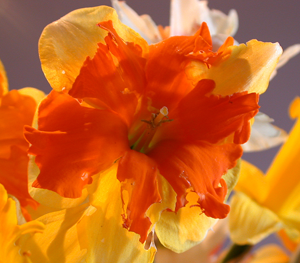 daffs03.jpg - 331916 Bytes
