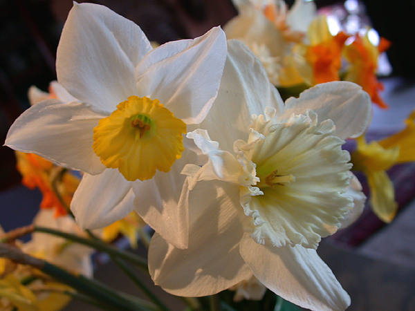 daffs04.jpg - 308111 Bytes