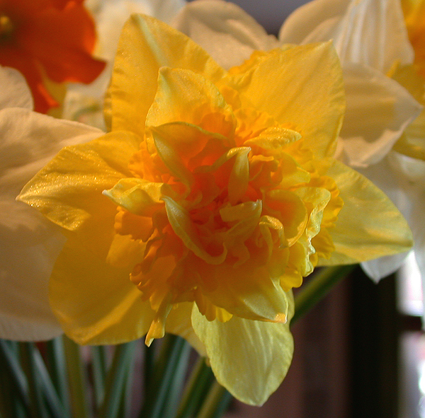 daffs05.jpg - 371498 Bytes