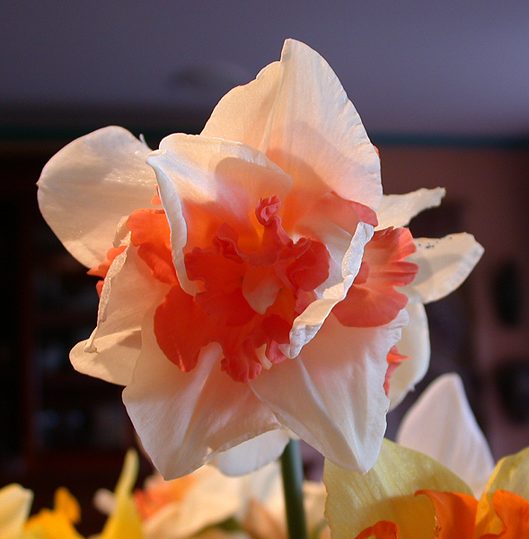daffs06.jpg - 397115 Bytes