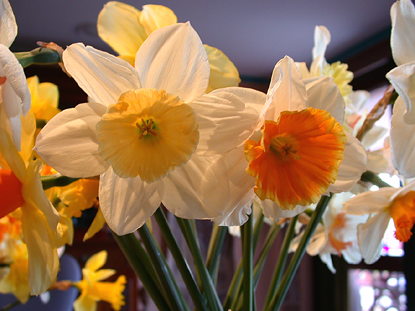 daffs07.jpg - 338260 Bytes