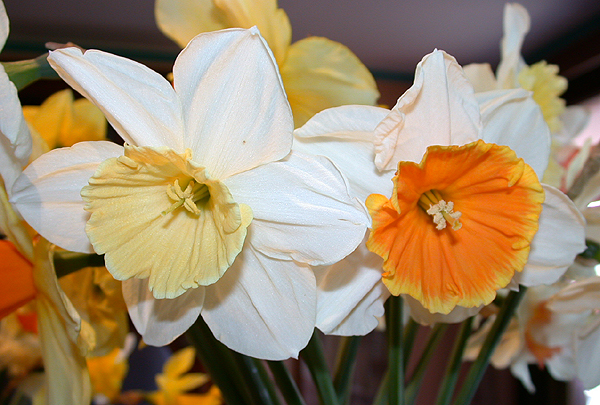 daffs08.jpg - 298711 Bytes