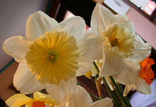 daffs09.jpg - 291204 Bytes