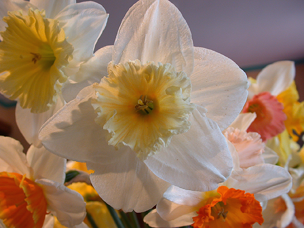 daffs10.jpg - 325368 Bytes