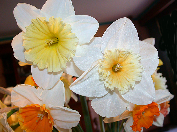 daffs11.jpg - 319555 Bytes
