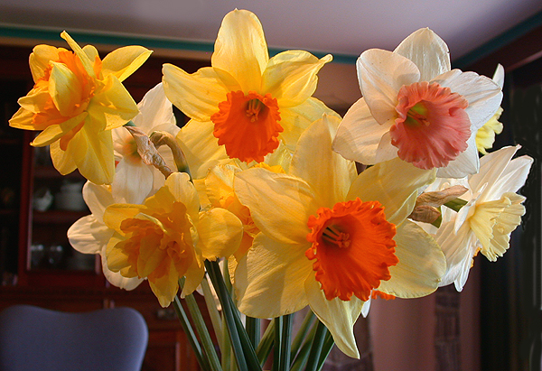 daffs12.jpg - 318091 Bytes