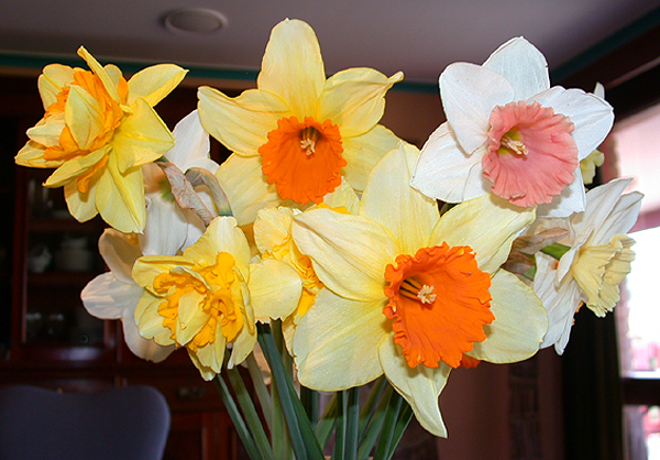 daffs13.jpg - 302992 Bytes