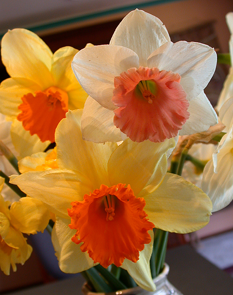 daffs14.jpg - 346920 Bytes