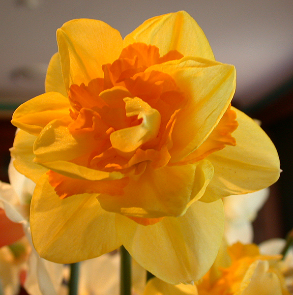 daffs15.jpg - 379679 Bytes