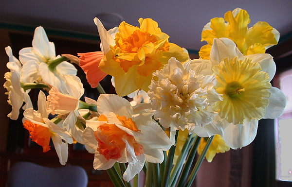 daffs16.jpg - 304285 Bytes