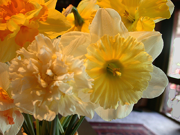 daffs17.jpg - 403778 Bytes