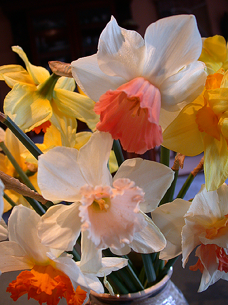 daffs18.jpg - 418405 Bytes