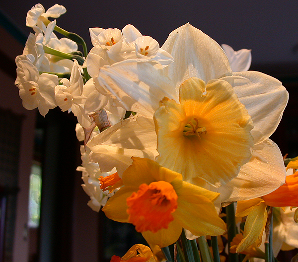 daffs19.jpg - 381994 Bytes