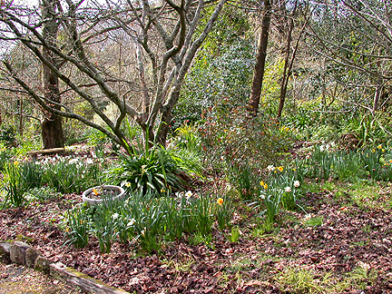 daffs921.jpg - 335232 Bytes