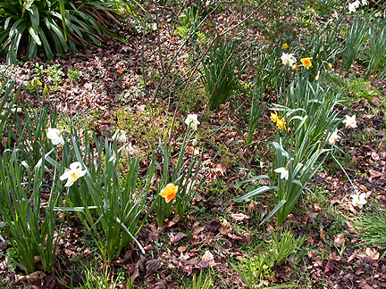 daffs922.jpg - 327489 Bytes