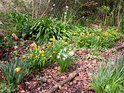 daffs924.jpg - 334361 Bytes