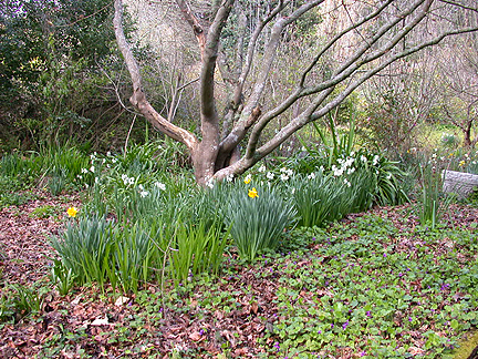 daffs926.jpg - 316849 Bytes