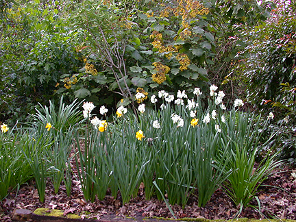 daffs928.jpg - 299602 Bytes