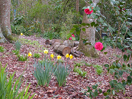daffs929.jpg - 312473 Bytes