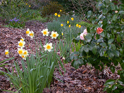 daffs930.jpg - 280263 Bytes
