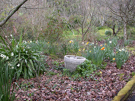 daffs931.jpg - 300446 Bytes