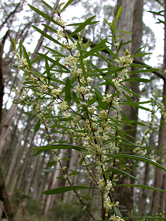 BootlaceFlowers994.jpg - 248459 Bytes