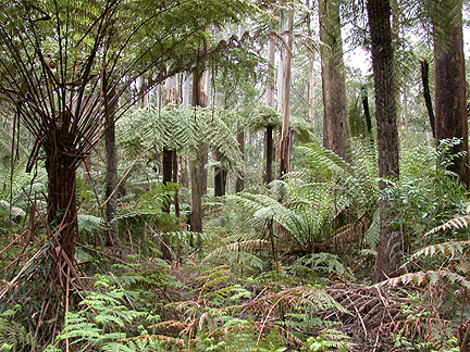 FernForest987.jpg - 297719 Bytes