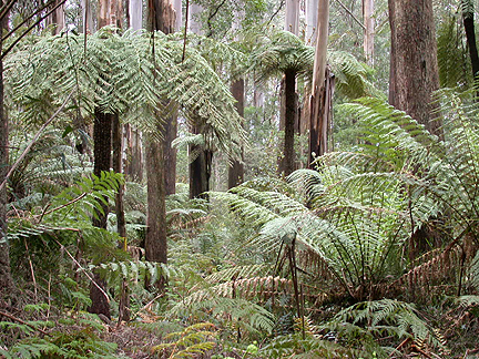 FernForest988.jpg - 286685 Bytes