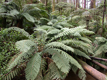 FernForest989.jpg - 282895 Bytes