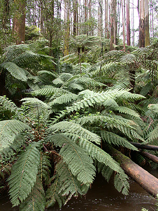 FernForest990.jpg - 275456 Bytes