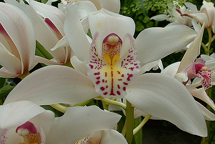 HBTorchid1385.jpg - 207514 Bytes