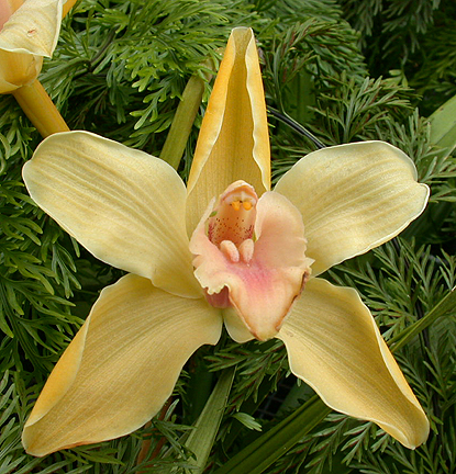 HBTorchid1386.jpg - 282789 Bytes