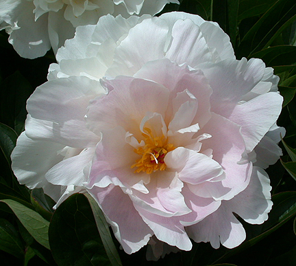 HBTpeonie1389.jpg - 195080 Bytes
