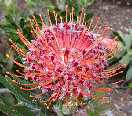 HBTprotea1390.jpg - 288083 Bytes
