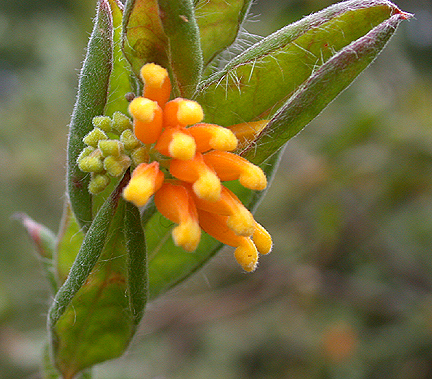 KarwarraTinyYellowflower1464.jpg - 270470 Bytes