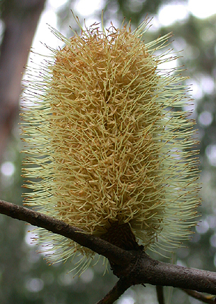 KarwarraYellowBanksiaFlower1456.jpg - 213732 Bytes