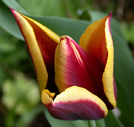 Tulip1313.jpg - 212187 Bytes