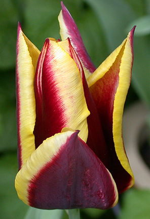 Tulip1319.jpg - 166408 Bytes