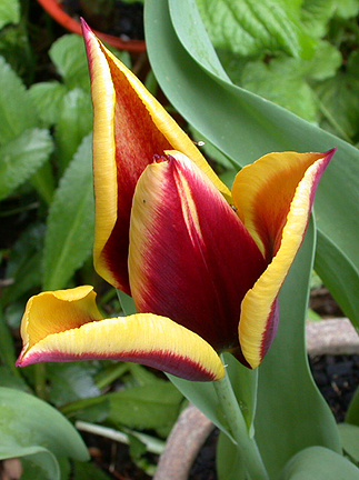 Tulip1327.jpg - 190579 Bytes