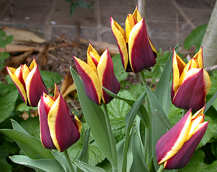 Tulips1324.jpg - 229708 Bytes
