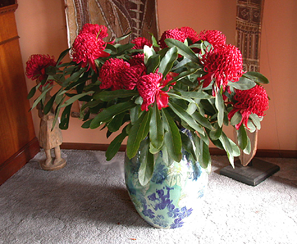 Waratah974.jpg - 235252 Bytes