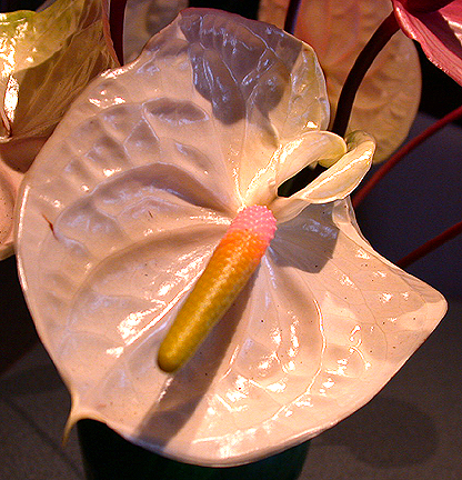 anthurium1038.jpg - 308126 Bytes