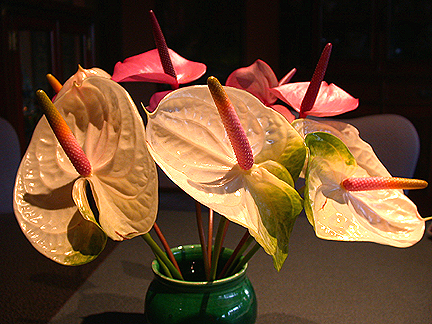 anthurium1039.jpg - 179055 Bytes
