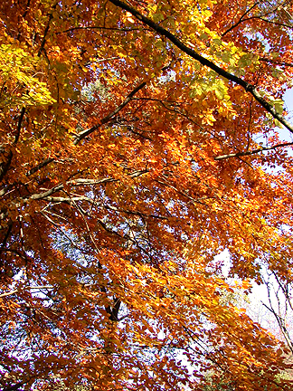 autumn1041.jpg - 380632 Bytes